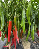 Gochu Korean sweet pepper