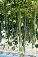 long snake gourd