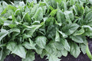 Japanese spinach