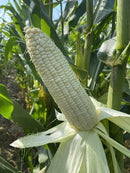 Chinese Waxy corn seeds for sale