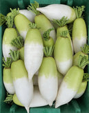 #RA1479-Green Shoulder Spring F1