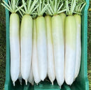 #RA1734-Daikon Summer F1