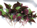 Bicolor Perilla (Shiso) for microgreen