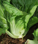 #MU1450-Late Bau Sin #2 F1