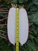 #RA1457-Orient Legend F1