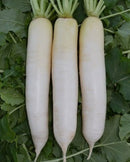 #RA1514-Daikon Spring F1