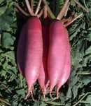 #RA1457-Orient Legend F1