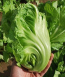 #MU1450-Late Bau Sin #2 F1