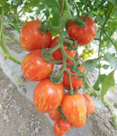 #TM1619-Red Angel F1