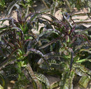 Purple Celtuce