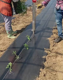 #TS1606-Hand Transplanter