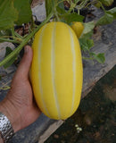 #ML1494-Golden Giant F1