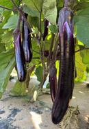 Chinese eggplant