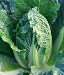 #CC1546-China King F1