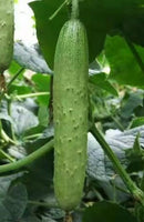 #CM1659-Huang Yu No.2 F1