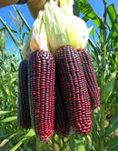 Asian Purple Waxy Corn for sale – high germination rate and sweet sticky texture.