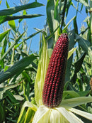 Waxy corn seeds for sale – high germination rate and sweet sticky texture.