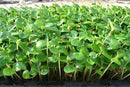 Chinese Toon seeds for microgreens