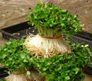 Chinese Toon seeds for microgreens