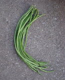 #BL1488-You Fong Wong