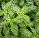 A close-up image of Genovese basil leaves showing their vibrant green color and typical serrated edges.