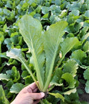 Taiwan Pak Choy 快菜