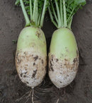 #RA1614-Korean Autumn F1