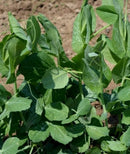 #PE1445-Oregon Giant