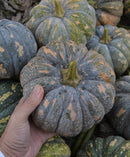 #SW1423-Sweet Splendor F1