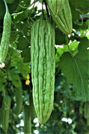 #BM1557-Joy Green F1