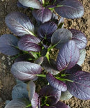 #PG1398-Purple Shanghai F1