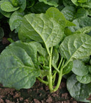#MS1365-Big Round Leaf