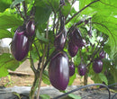 Chinese round eggplant 中国紫圆茄