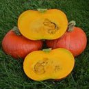 #SW1419-Scarlet Asia F1