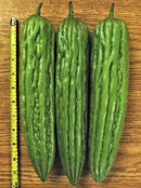 #BM1557-Joy Green F1