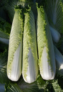 #CC1547-Pagoda 70 F1