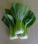 Green Pak Choy 上海白