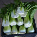 Green Pak Choy 上海白