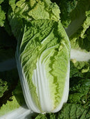 #CC1552-Mini Napa #2 F1