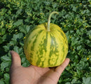 Chinese Oriental Melon