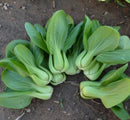 Baby Green Pak choy
