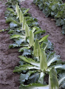 #CC1635-Little Pagoda F1