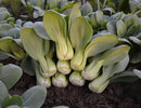 Baby Green Pak choy