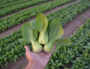 Baby Green Pak choy