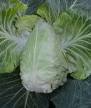 Pointed/Conehead Cabbage