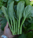 #YC1293-Green 70 Days