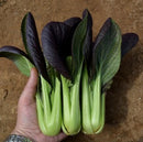 #PG1398-Purple Shanghai F1