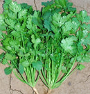 Coriander\Cilantro