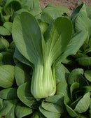 Heat tolerant Shanghai Bok Choi 