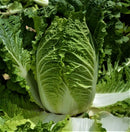 #CC1532-CR Spring Delight F1